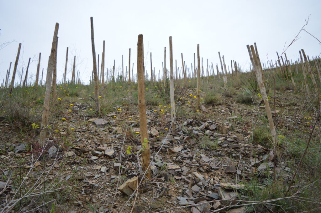Priorat
